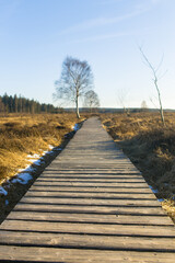Obraz premium Hohes Venn, Eifel, Hochmoor