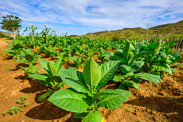 Tobacco field with beautiful sky background in the Dominican Republic