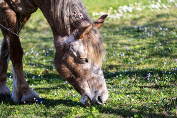 cavallino che pascole fra gli alberi fioriti di pesco