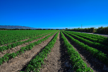 Tomato plantation, tomato cultivation field in Dominican Republic on sunny day.