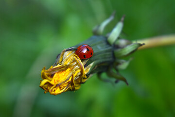 ladybug on a dandelion 