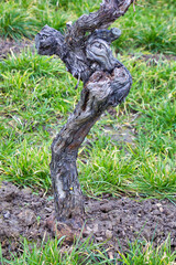 Weinrebe (Stamm)