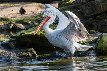 Pelican taking a bath