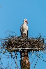 Stork in nest