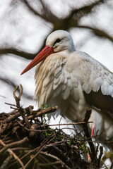 Stork in nest