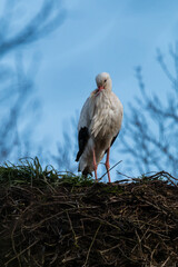 Stork in nest