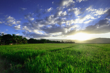 Rice field in setting sun. Beautiful sky with clouds. Photo was taken in evening