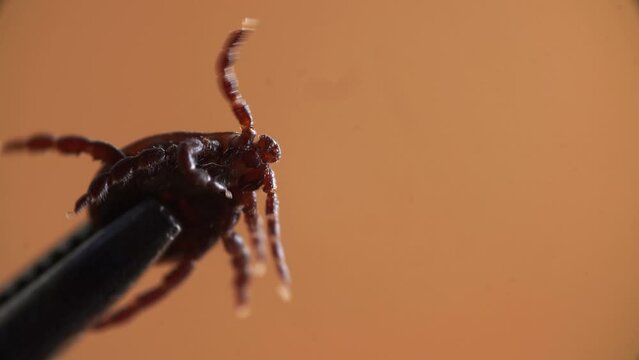 Active ixodes mite is pulled and hold by special silver tool and moving fast legs in macro view. Closeup footage of contagious tick which is crawling. Encephalitis bloodsucker is extracted by tweezers
