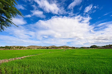Green rice field beautiful clouds and blue sky Dominican Republic, rice field