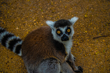 ring tailed  lemur portrait close up