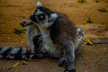 ring tailed lemur portrait close up