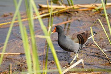 Common Gallinule gracefully walking