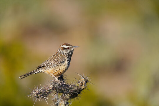 Cactus Wren - Arizona State Bird