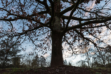 Backlit tree at dawn