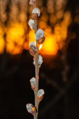 Willow branch against the backdrop of sunset, spring in the forest