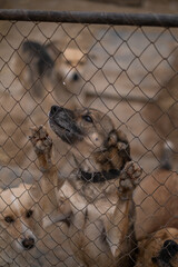 Stray dog looks through the bars of his cage at the animal rescue shelter