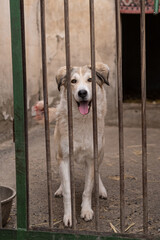 Stray dog looks through the bars of his cage at the animal rescue shelter