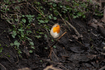Red robin on the branch