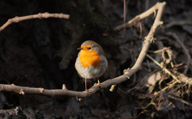 Red robin on the branch