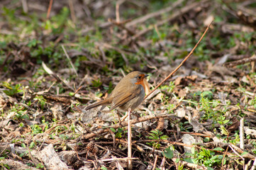 Red robin on the branch