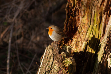 Red robin on the stumps