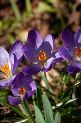 purple crocus flower