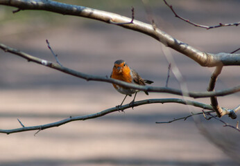 Red robin bird