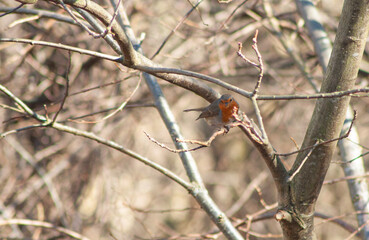 Red robin bird
