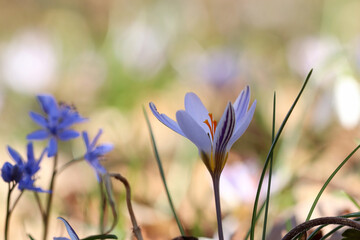 Krokusse - Der Frühling kommt