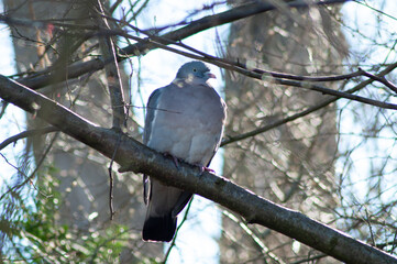 pigeon on a branch