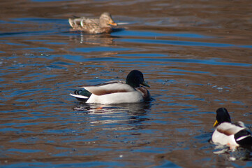 Naklejka premium ducks on the water