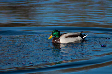 duck on the water