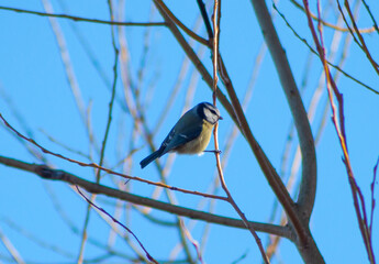 blue tit bird on a branch