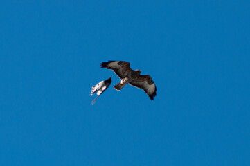 Crow attacks buzzard