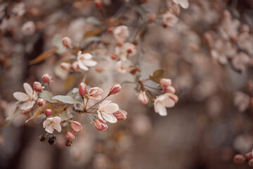 Różowo kwitnące drzewo dzikiej wiśni w wiosennym ogrodzie. Delikatne płatki kwiatów wiosennego drzewa.	