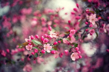 Różowo kwitnące drzewo