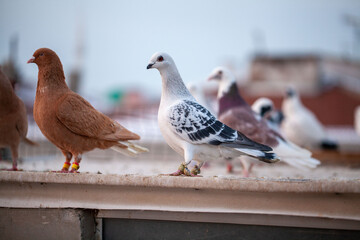 Fancy oriental pigeons. Pigeon breeding is very popular among the oriental countries. 