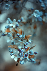 Kolorowe kwiaty dzikiej wiśni, ujęcie z bliska, rozmyte tło