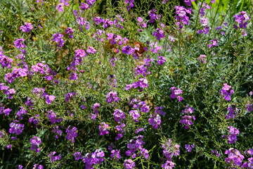 Pretty Purple Wild Flowers