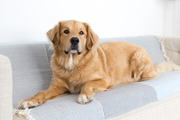 Selective focus horizontal portrait of stunning yellow Bernese Mountain Dog mixed with Pyrenean Mountain Dog lying down on couch looking up with hopeful expression