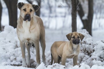 Two Turkish shepherd dogs on the snow. Mother and her son on the snow. Turkish shepherd dog Kangal.