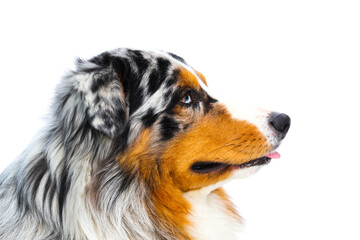 profile of an Australian shepherd on a white background looking away