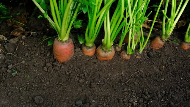 Carrots grow in the garden. Selective focus.