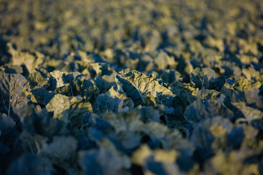 Parcela de brocoli 