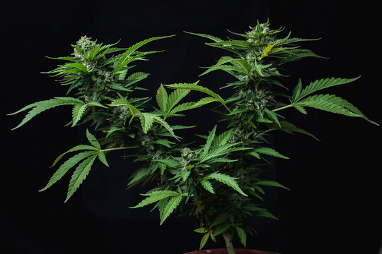 green leaves and buds from a marijuana plant