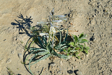 Blooming desert lily (Hesperocallis undulata) in the Mojave Desert in southern California
