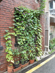 ivy on the exterior wall