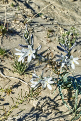 Blooming desert lily (Hesperocallis undulata) in the Mojave Desert in southern California

