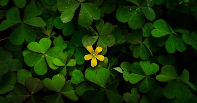 Creeping Woodsorrel