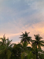 Palmen in Costa Rica